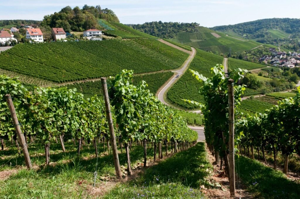 vineyards